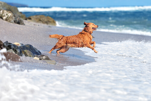 Un chien court vers l'eau à la plage