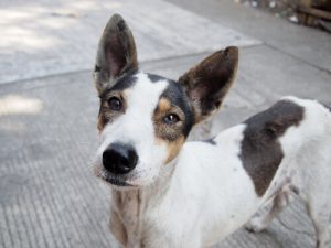 Une campagne émouvante pour l'adoption des chiens abandonnés