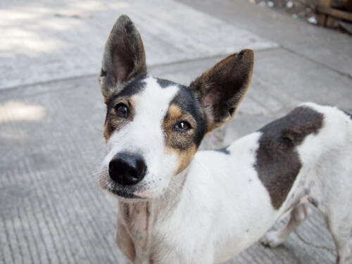 Une campagne émouvante pour l’adoption des chiens abandonnés
