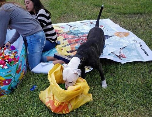 un chien renifle un sac de recyclage