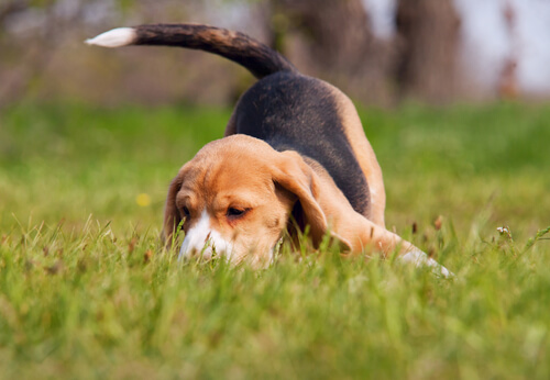 Un beagle renifle le sol d'un jardin