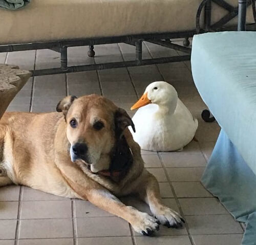 histoire d'amitié entre un chien et un canard