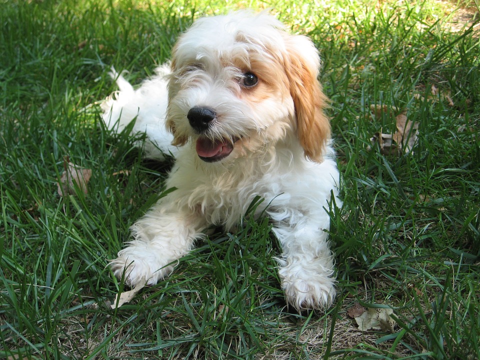 Un chien cavoodle blanc crème allongé dans l'herbe
