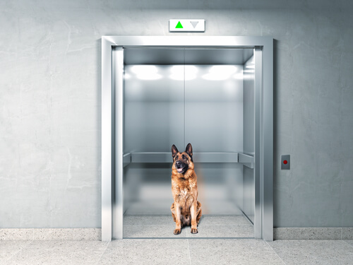 chien dans un ascenseur