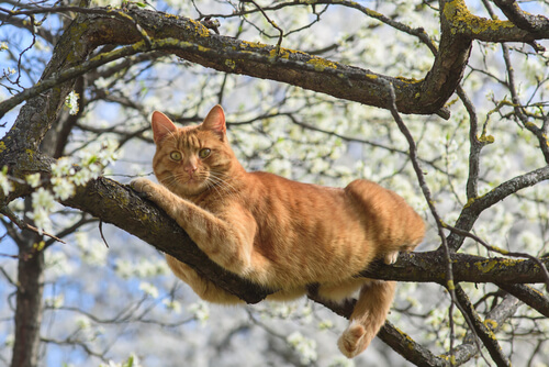un chat roux est perché dans un arbre