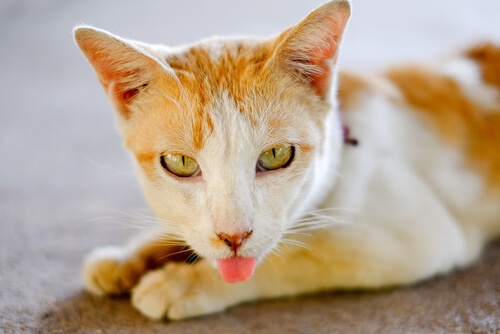 Un chat blanc et roux sort la langue