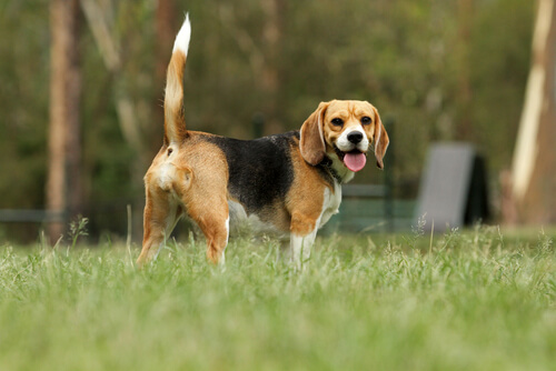 Un beagle dans un jardin regarde vers l'objectif