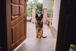 Certains chiens voient des portes invisibles