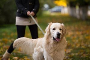 Golden Retriever : l'un des meilleurs chiens pour les familles