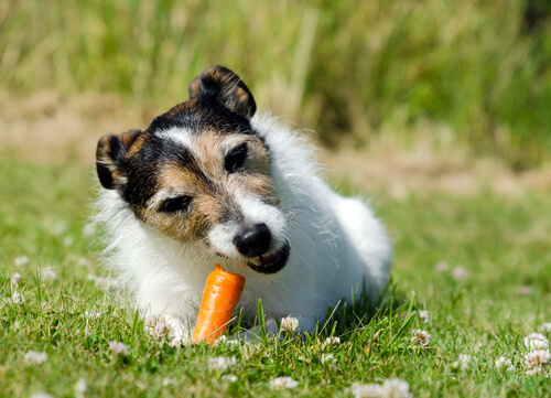 un chien couché dans l'herbe mange une carotte