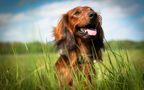 chien heureux dans une prairie