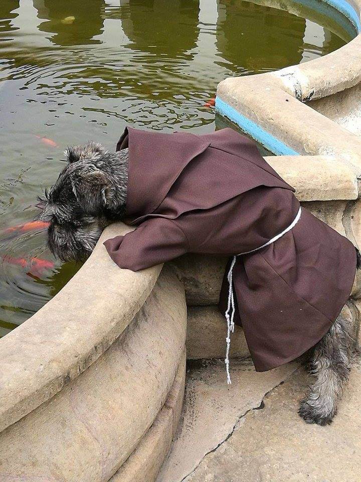 chien habillé en moine qui boit dans une pièce d'eau