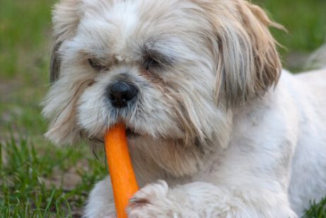 Les bénéfices de la carotte pour votre chien