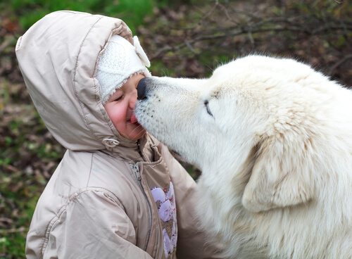 Un chien lèche le visage d'un enfant
