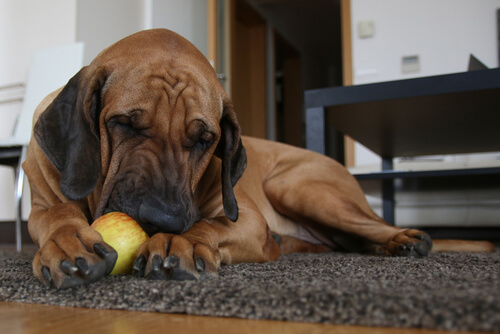 chien couché qui mange une pomme