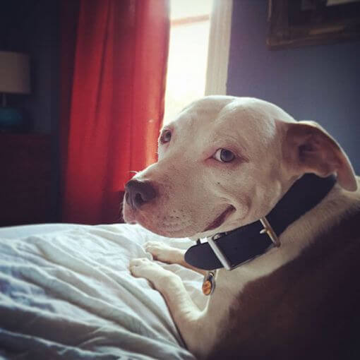 pitbull couché sur un lit qui sourit comme un humain