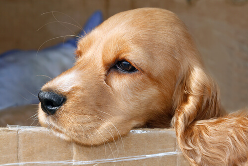 Un chien triste repose sa tête sur un muret carrelé