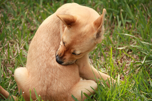 Un jeune chien se gratte le dos