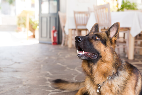 “Un chien trop humain”, un documentaire impressionnant sur la protection animale