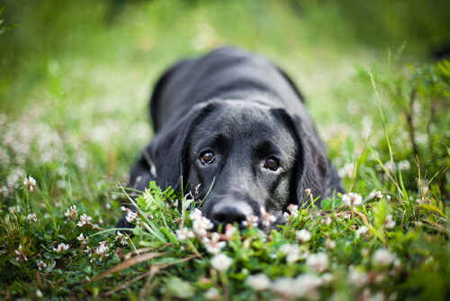 Un chien noir allongé dans l'herbe