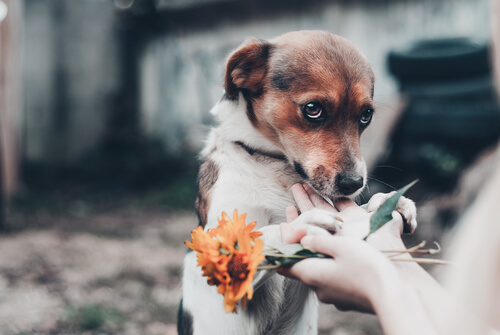 femme qui tend une fleur à son chien qui a peur
