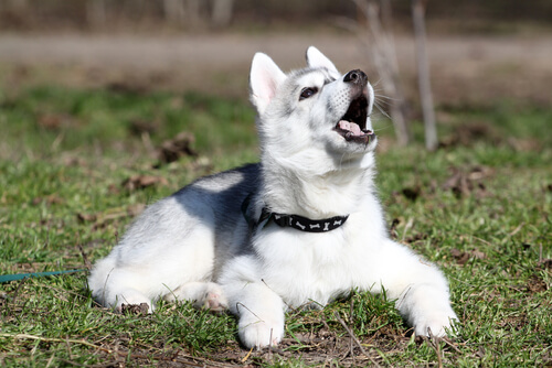 un chiot husky sibérien dans l'herbe