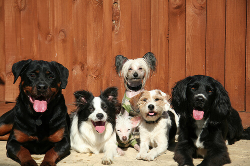 groupe de cinq chiens