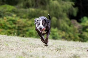 les bénéfices pour la santé de l'animal du smartphone pour chiens