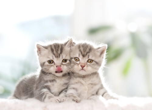 deux chatons gris côte à côte