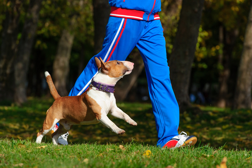 Un chien court aux côtés de son maître en tenue de sport