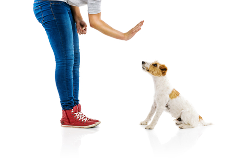 une femme indique "non" de la main à son chien