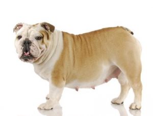 chien obèse comme Obie