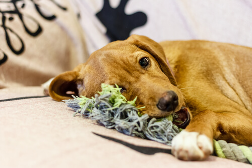 chien allongé à côté d'une corde jouet