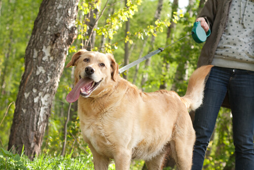 Un chien tenu en laisse par son maître est dans une forêt