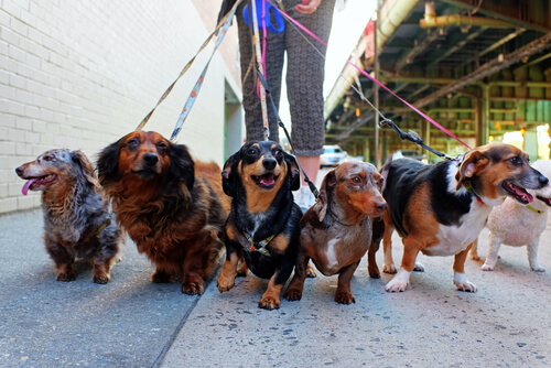 six chiens en balade avec un promeneur de chiens
