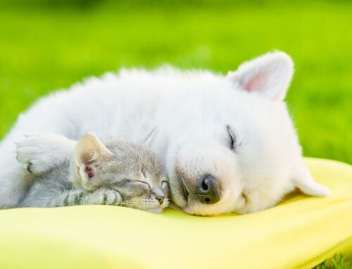 L'importance du sommeil de votre animal