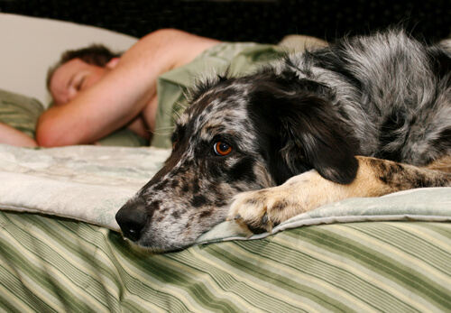 Un chien est allongé sur un lit avec une femme qui dort derrière lui