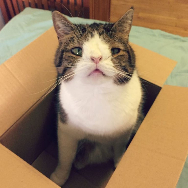 Le chat Monty est dans un carton