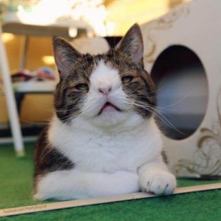 Les internautes sous le charme de Monty, un chat souffrant du syndrome de Down