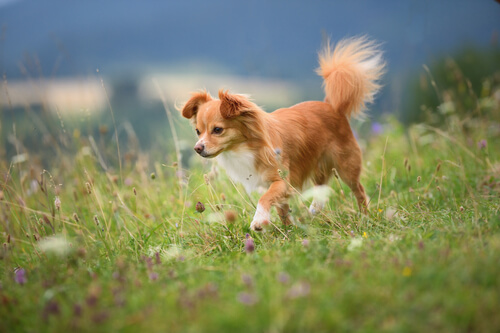 petit chien qui se balade dans une prairie