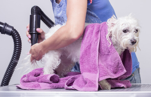 Conseils pour laver votre chien