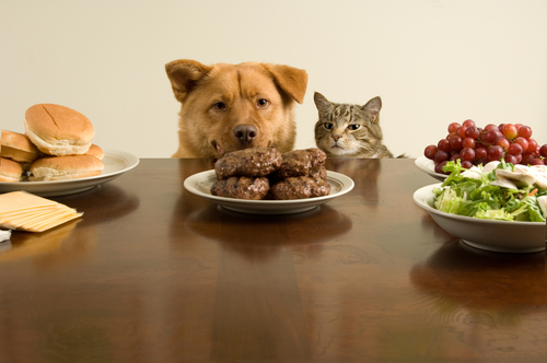un chien et un chat qui reniflent de la viande à table