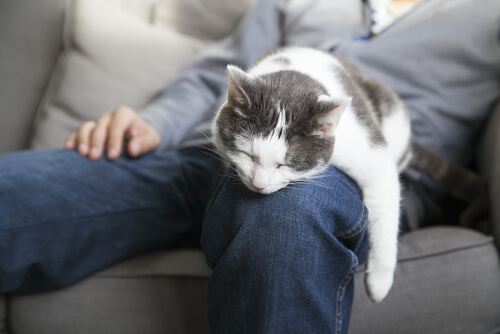 un chat dort sur les genoux de son maître