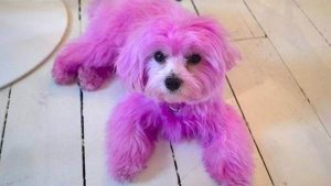 Un chien teint en rose : la police recherche les responsables