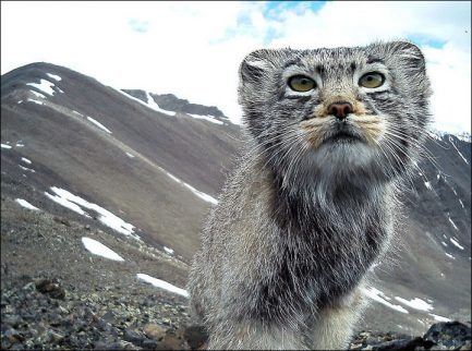 Une caméra a repéré un chat en voie d'extinction en Russie