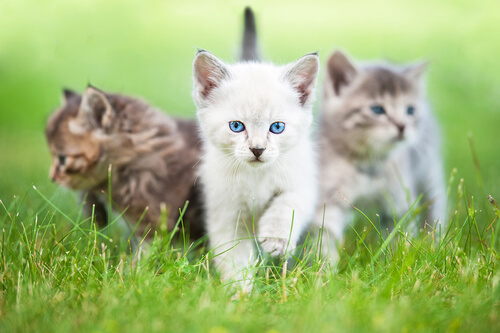 trois chatons dans l'herbe