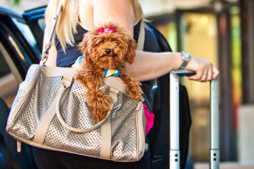 Vous voyagez avec votre chien ? Ne passez pas à côté de ces applications mobiles !