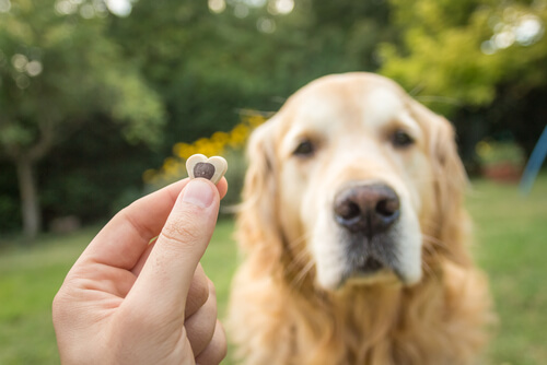 un biscuit tendu face à un chien pour le motiver à obéir