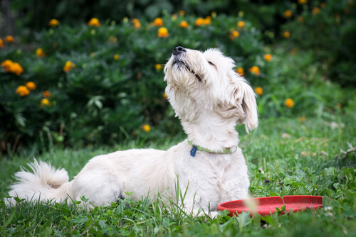 5 odeurs désagréables pour votre chien