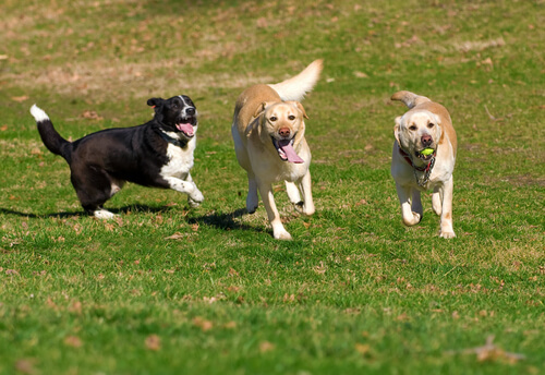 trois chiens courent dans l'herbe